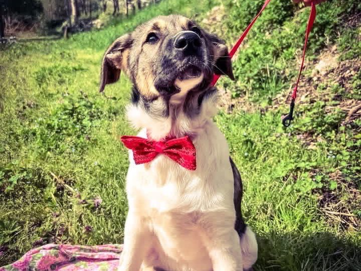 Adotta un cane, taglia media, maschio, Salerno