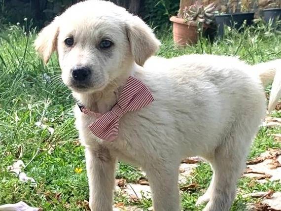 Adozione cane, femmina, Pastore maremmano Razza sconosciuta, 3 mesi, taglia media, Siracusa