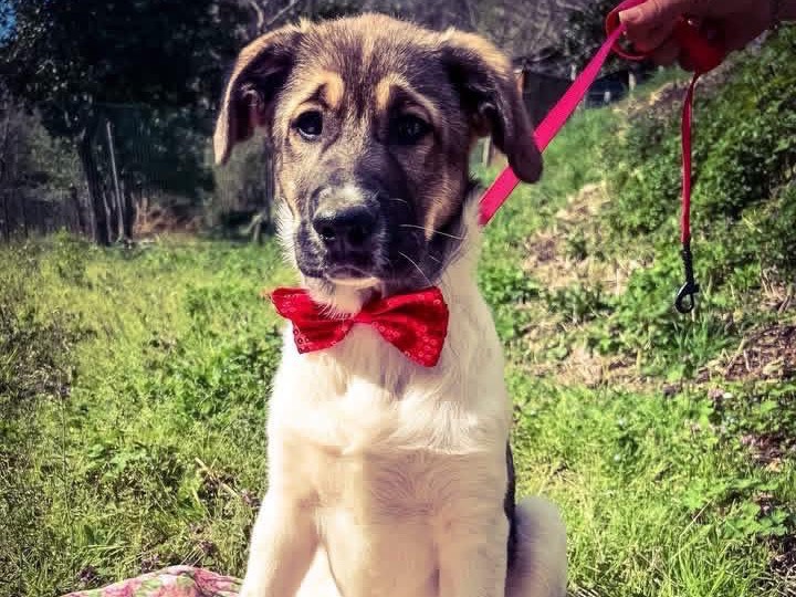 Vuoi adottare un cane a Salerno?
