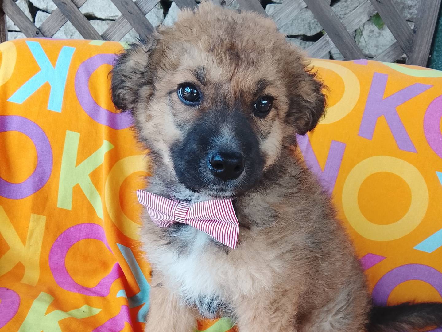 Adozione cane, maschio, Razza sconosciuta Razza sconosciuta, 3 mesi, taglia media, Siracusa
