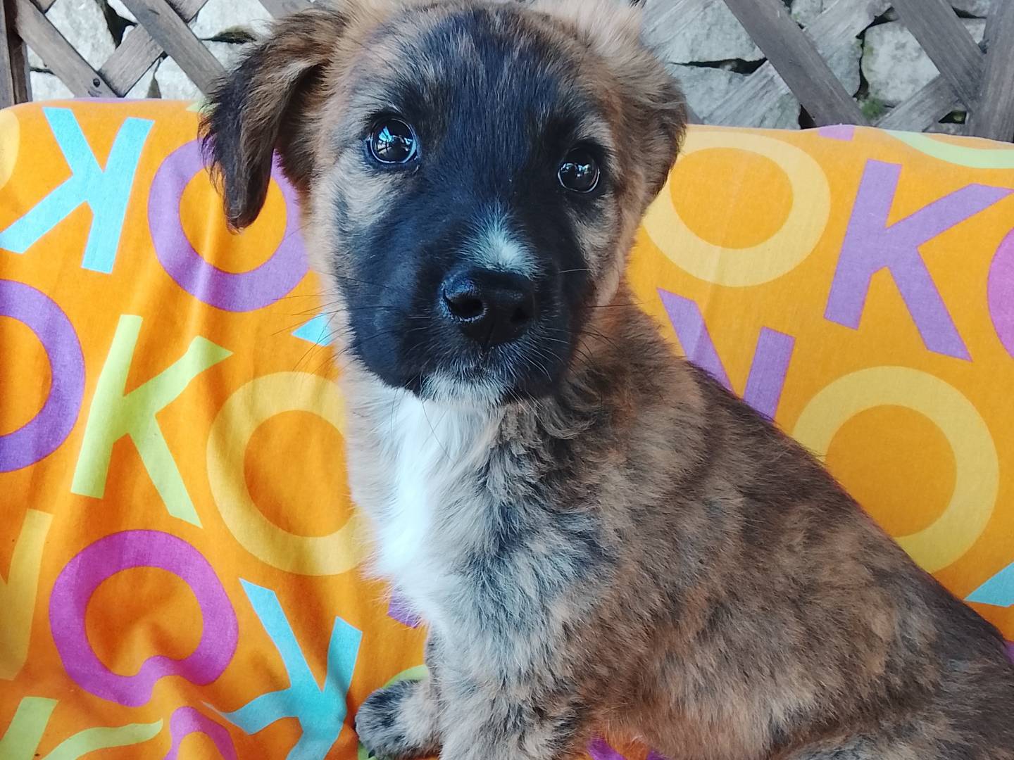 Adozione cane, femmina, Razza sconosciuta Razza sconosciuta, 3 mesi, taglia media, Siracusa