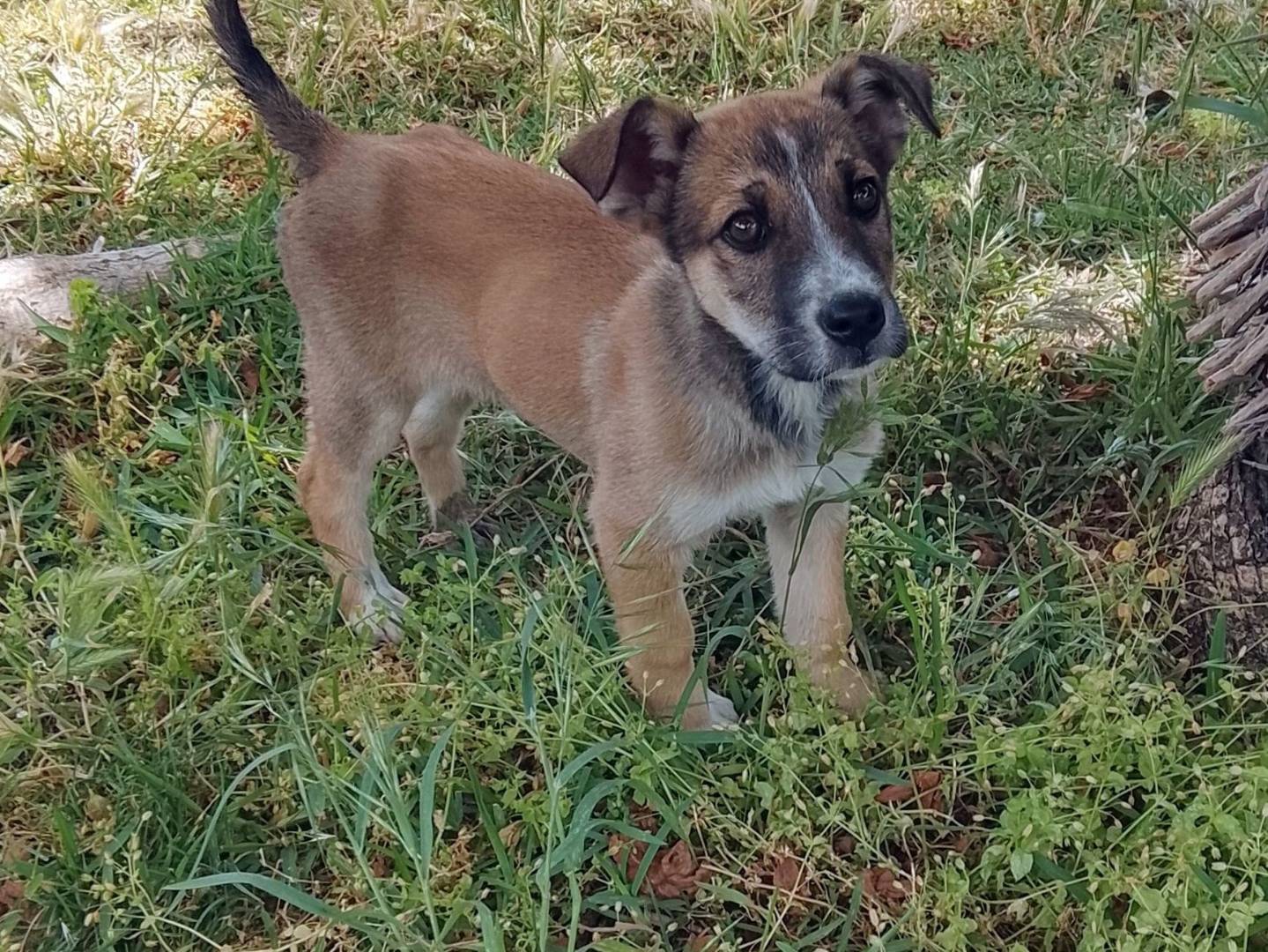 Adozione cane, femmina, Razza sconosciuta Razza sconosciuta, 3 mesi, taglia media, Siracusa