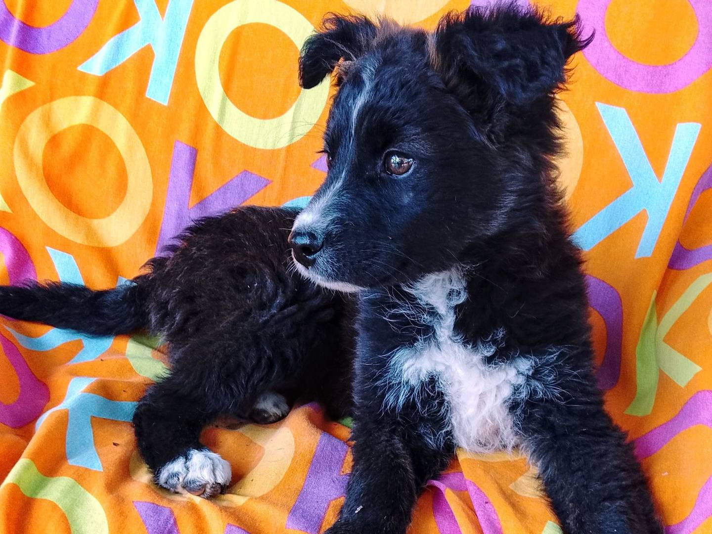 Adozione cane, maschio, Razza sconosciuta Razza sconosciuta, 3 mesi, taglia media, Siracusa
