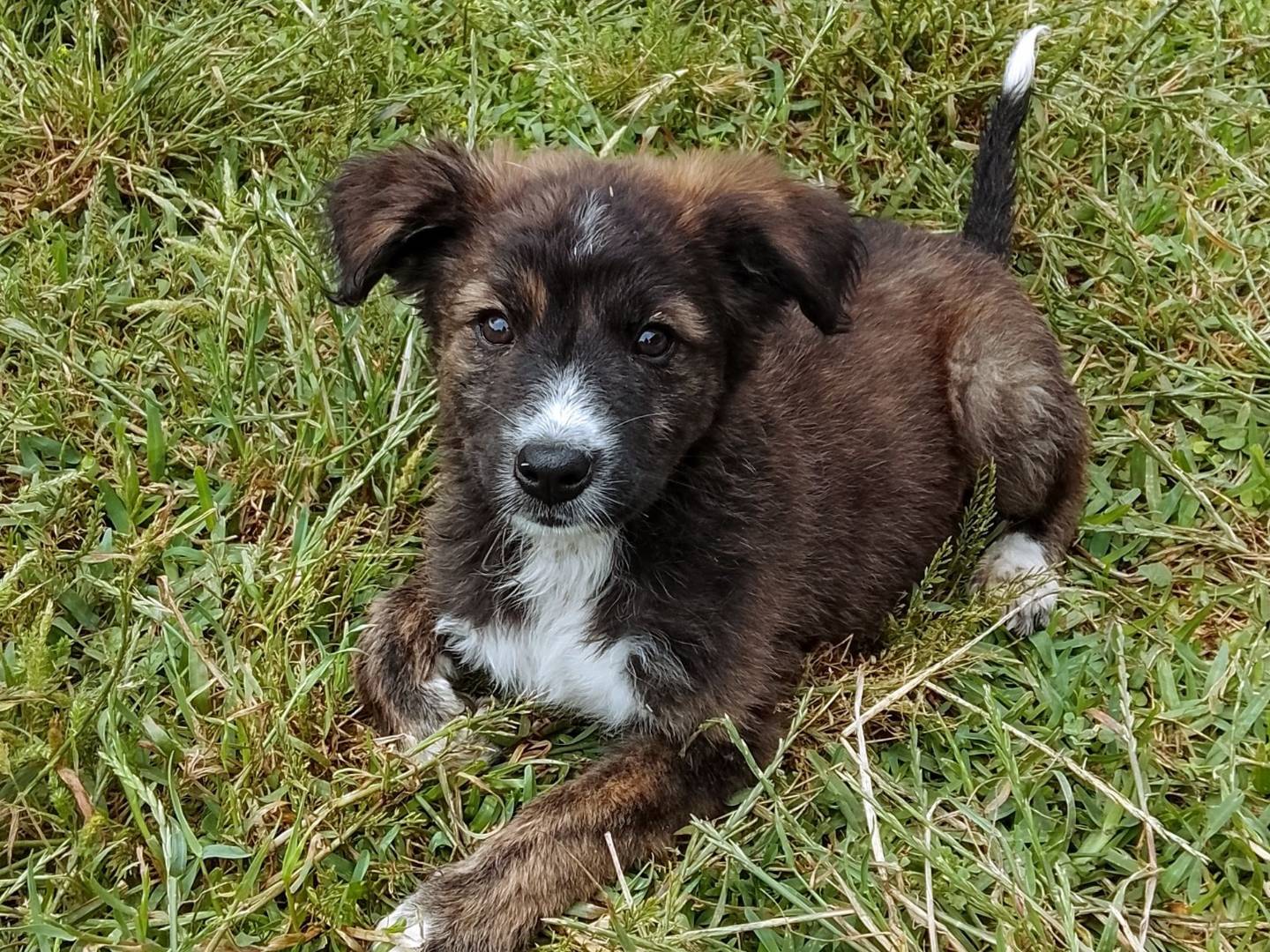 Adozione cane, femmina, Razza sconosciuta Razza sconosciuta, 3 mesi, taglia media, Siracusa