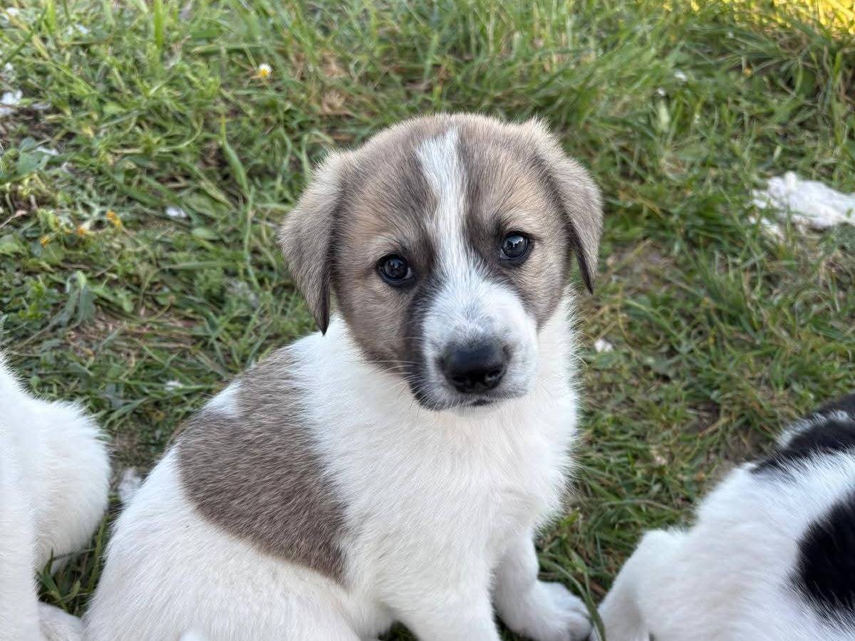 Adotta un cane, taglia media, maschio, Potenza