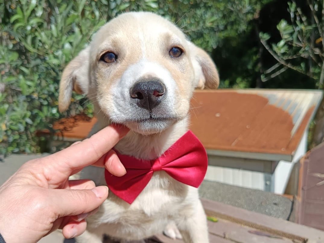 Adotta un cane, femmina, 2 mesi, Catanzaro
