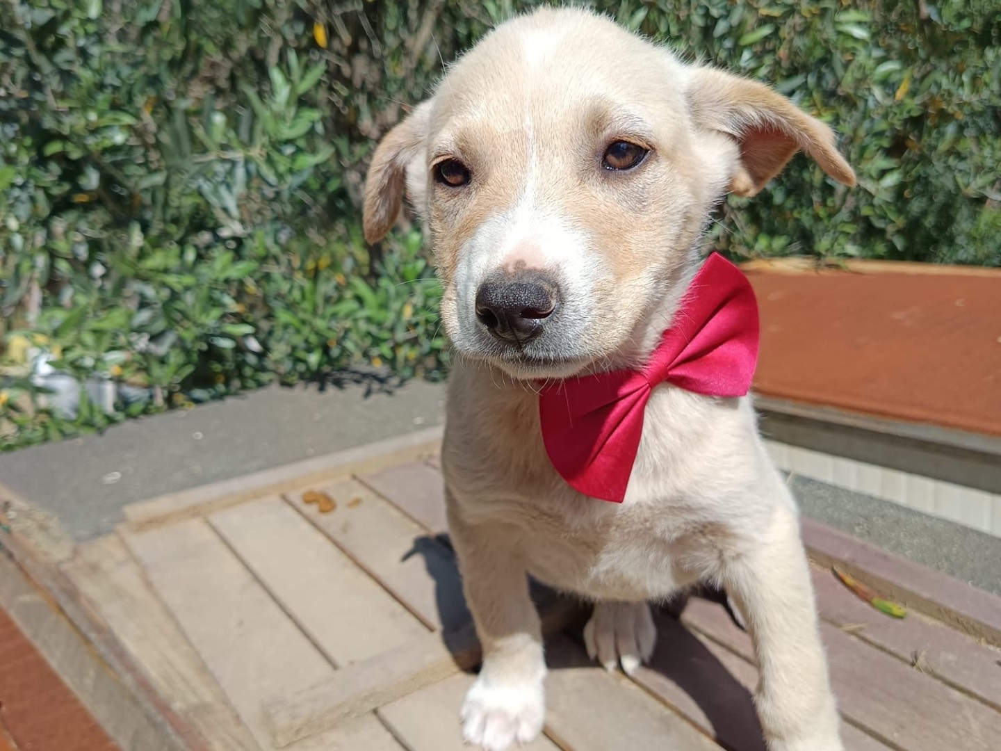 Adozione cane, femmina, Razza sconosciuta Razza sconosciuta, 2 mesi, taglia media, Catanzaro