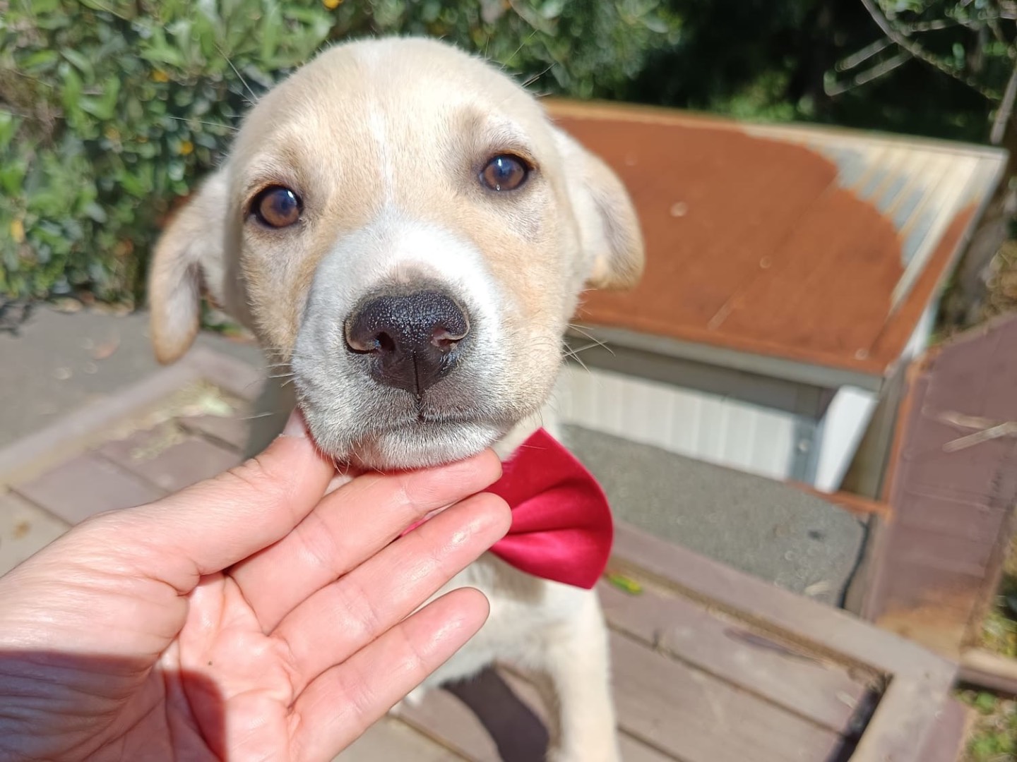 Adotta un cane, taglia media, femmina, Catanzaro
