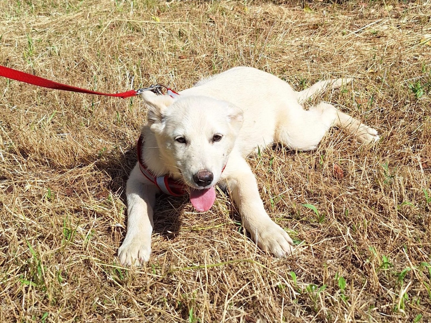 Adotta un cane, maschio, 3 mesi, Bari
