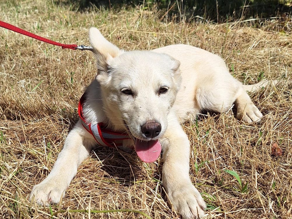 Adozione cane, maschio, Razza sconosciuta Razza sconosciuta, 3 mesi, taglia media, Bari