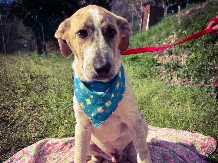 Adozione cane, maschio, Razza sconosciuta Razza sconosciuta, 6 mesi, taglia media, Salerno