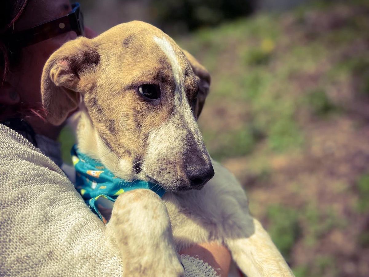 Adotta un cane, maschio, 6 mesi, Salerno