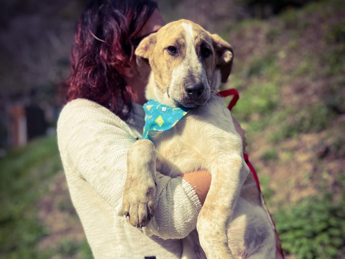 Adotta un cane, taglia media, maschio, Salerno