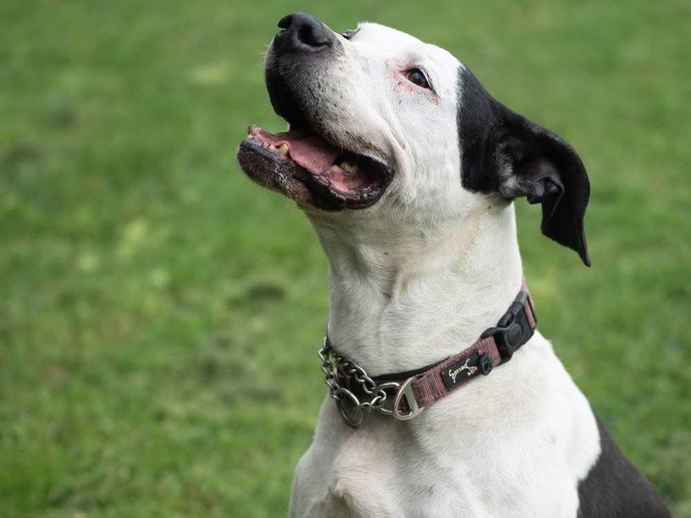 Adozione cane, femmina, Pitbull Razza sconosciuta, 11 anni e 11 mesi, taglia grande, Lucca