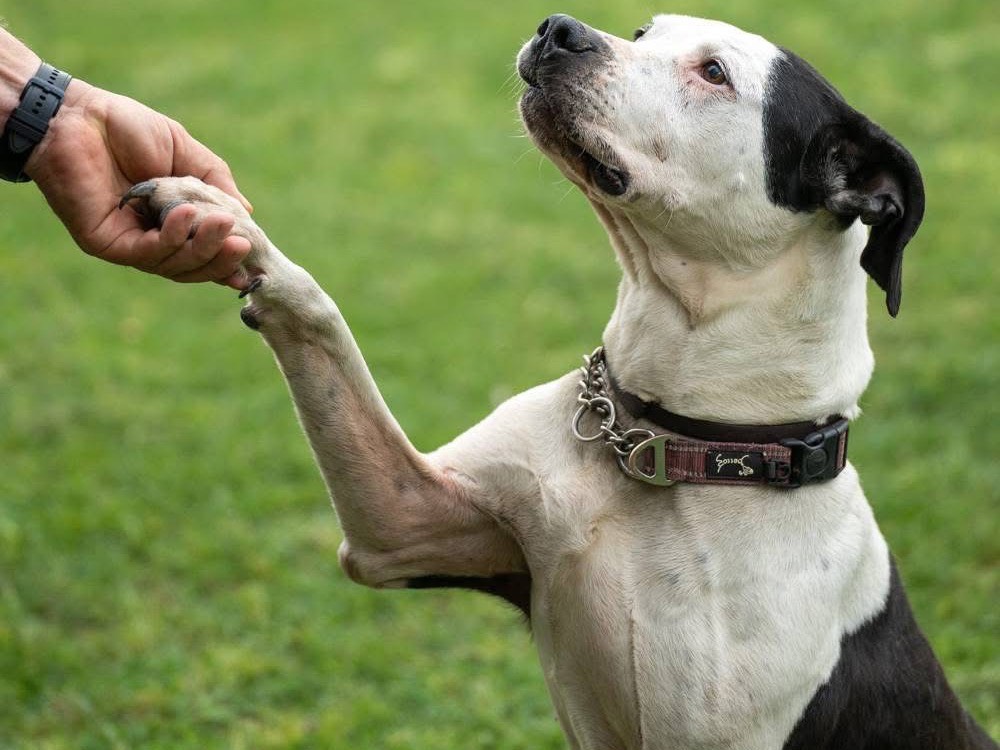 Adotta un cane, femmina, 11 anni e 11 mesi, Lucca