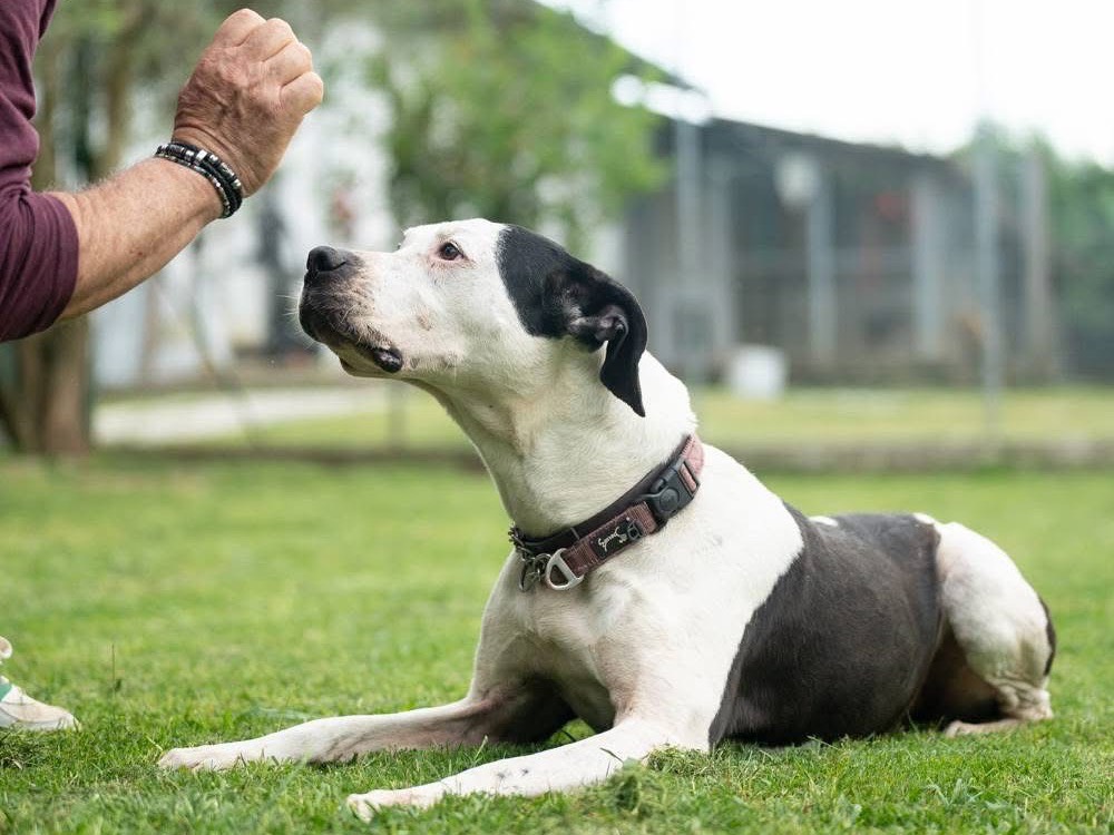 Adotta un cane, taglia grande, femmina, Lucca