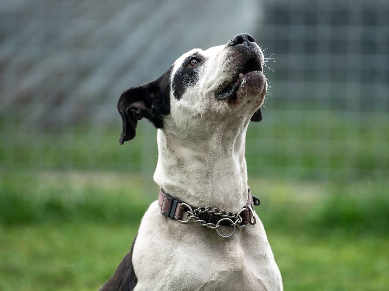 Vuoi adottare un cane a Lucca?