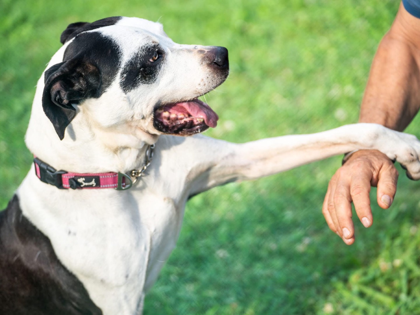 Adotta il cane Macchia a Lucca