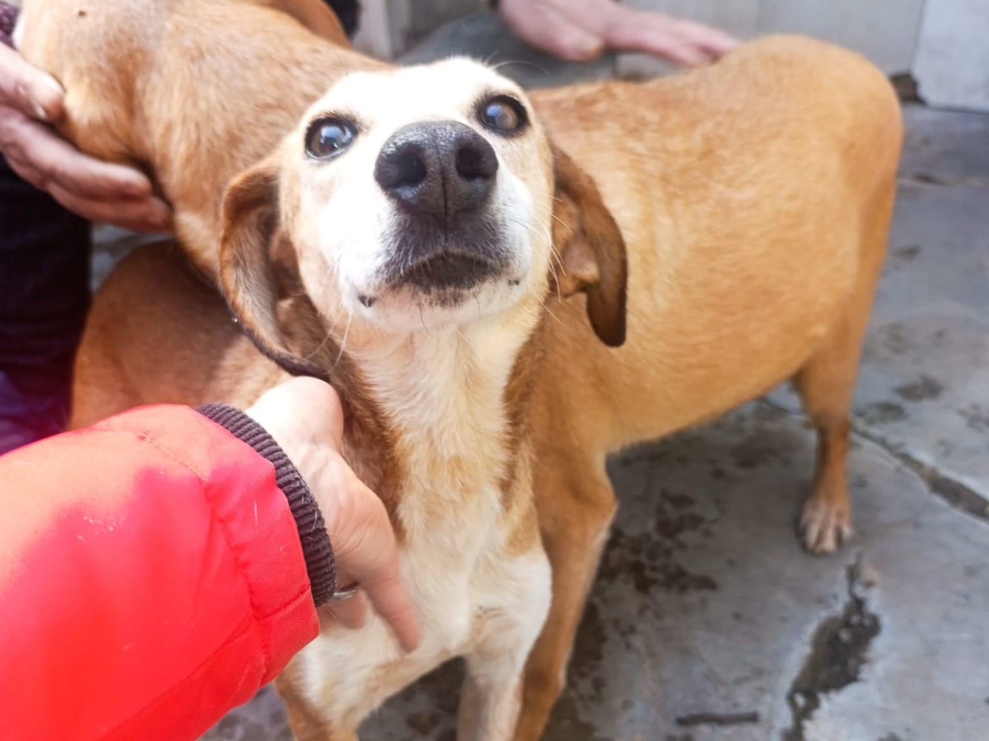 Vuoi adottare un cane a Belluno?