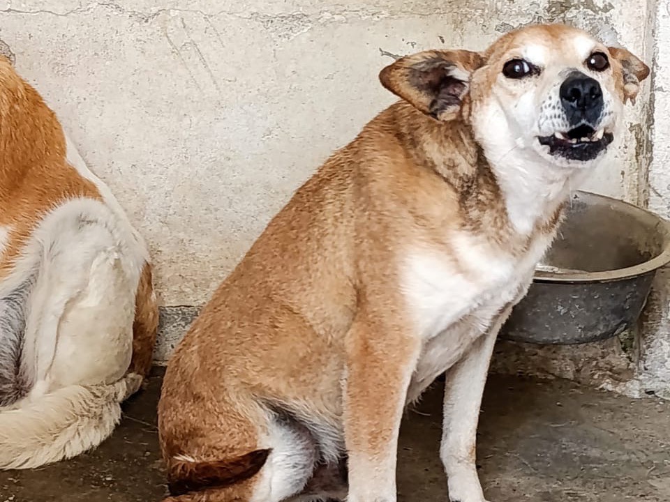 Adotta il cane Lupo a Trento
