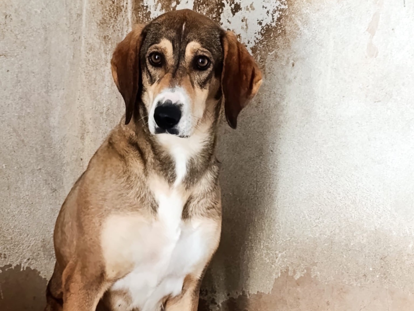 Adotta il cane Fara a Venezia