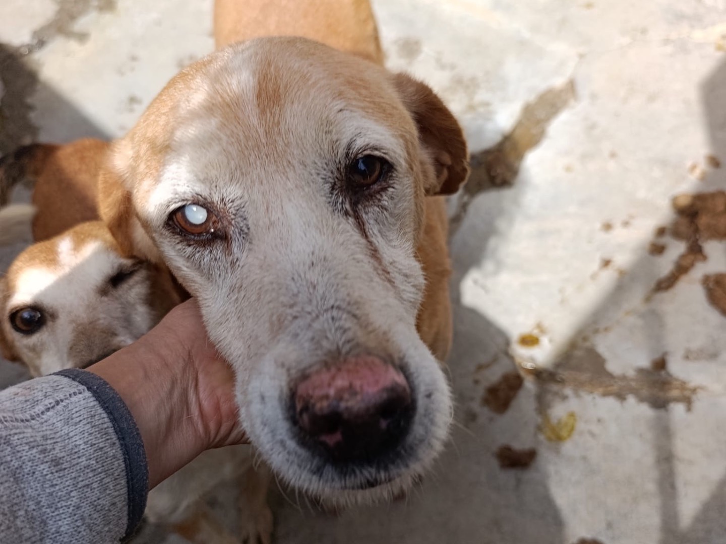 Adotta il cane Jack Sparrow a Pordenone