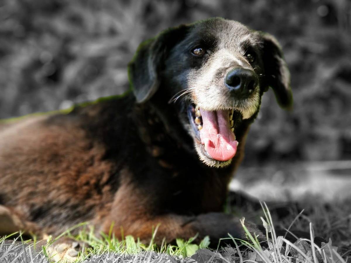 Adozione cane, maschio, Razza sconosciuta Razza sconosciuta, 8 anni e 11 mesi, taglia media contenuta, Frosinone