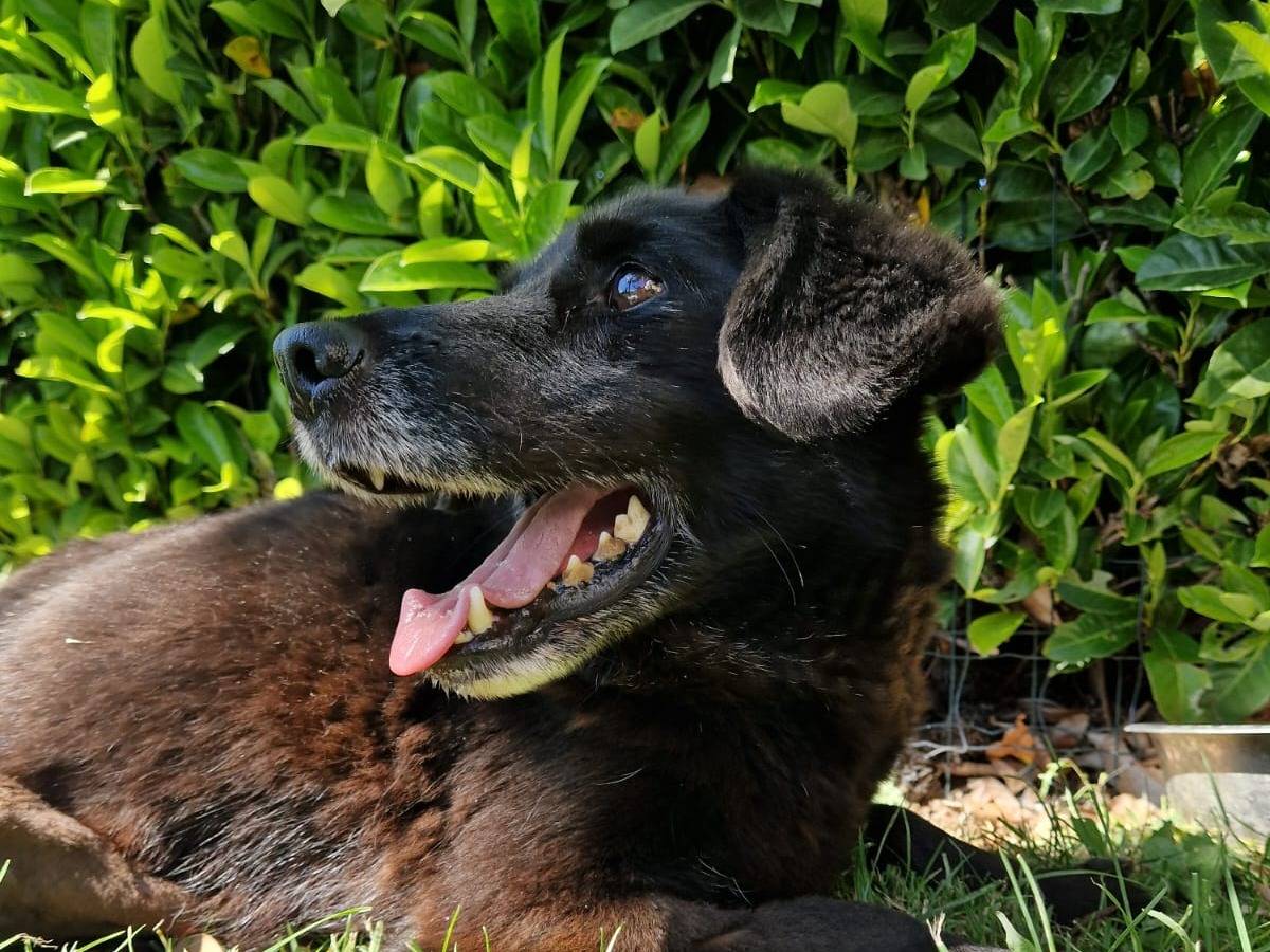 Adotta un cane, maschio, 8 anni e 11 mesi, Frosinone