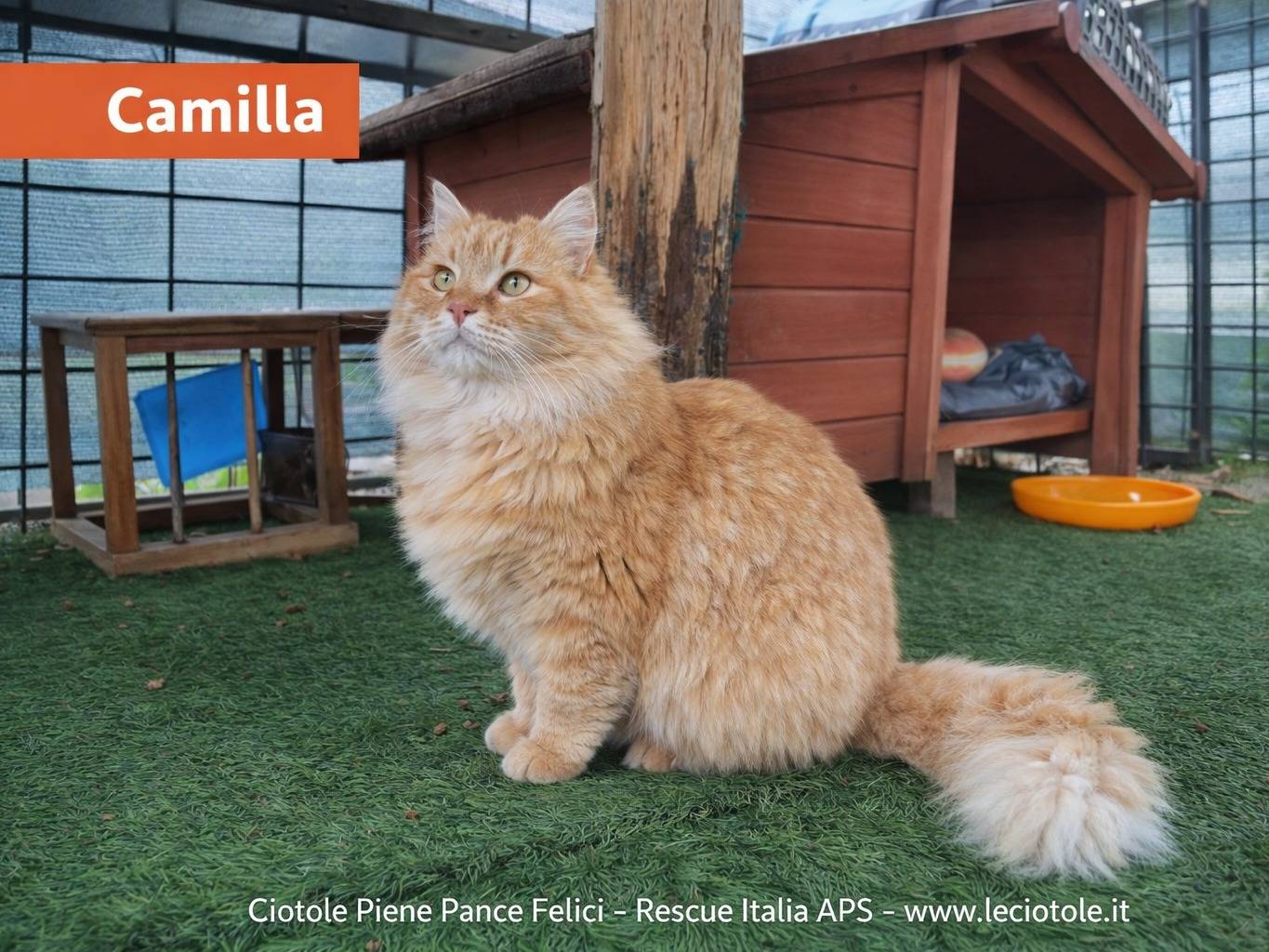 Adozione gatto, femmina, Razza sconosciuta Razza sconosciuta, 4 anni e 1 mese, taglia non valida, Avellino