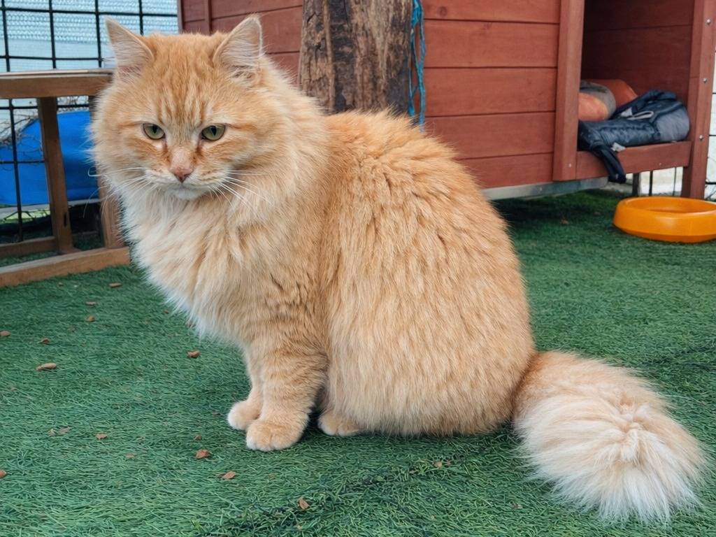 Adotta un gatto, femmina, 4 anni e 1 mese, Avellino