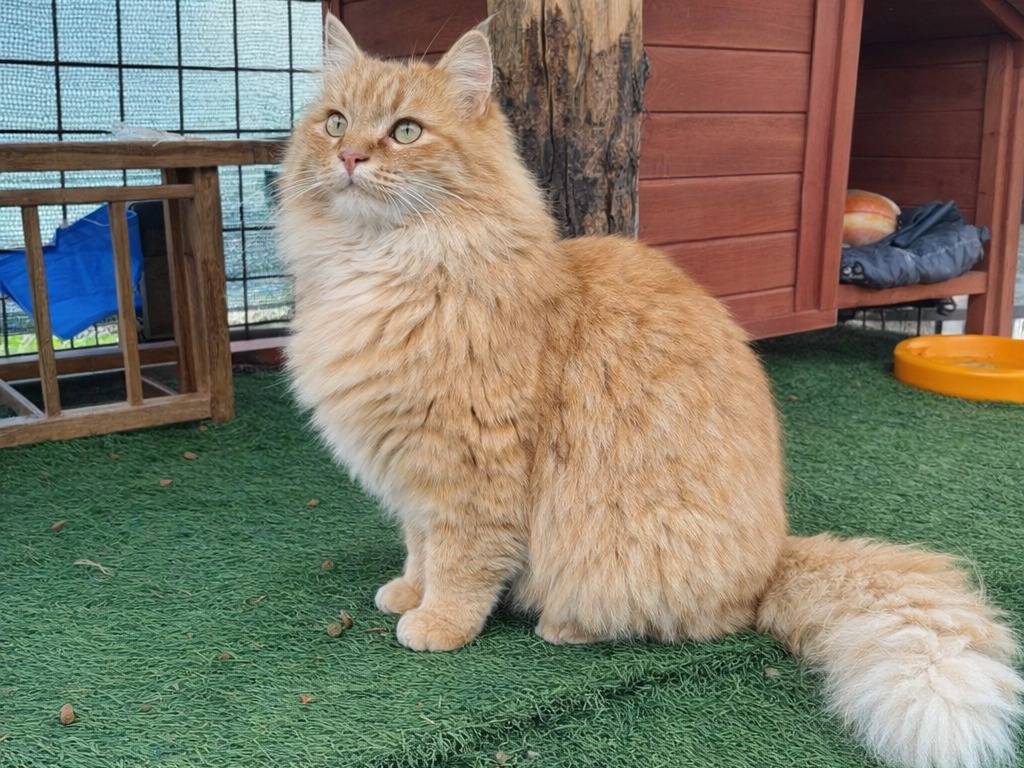 Adotta un gatto, taglia non valida, femmina, Avellino