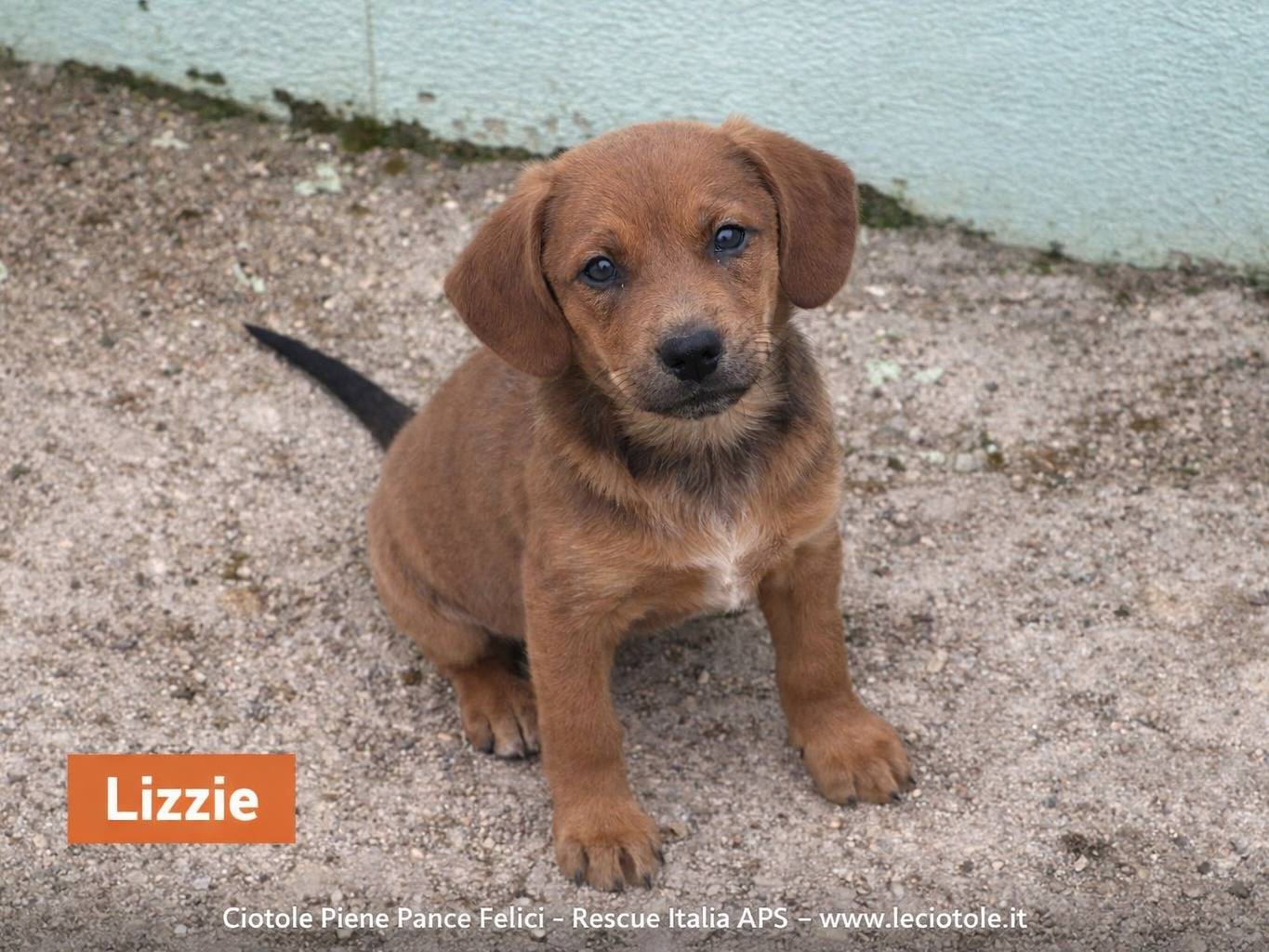 Adozione cane, maschio, Razza sconosciuta Razza sconosciuta, 2 mesi, taglia media, Avellino