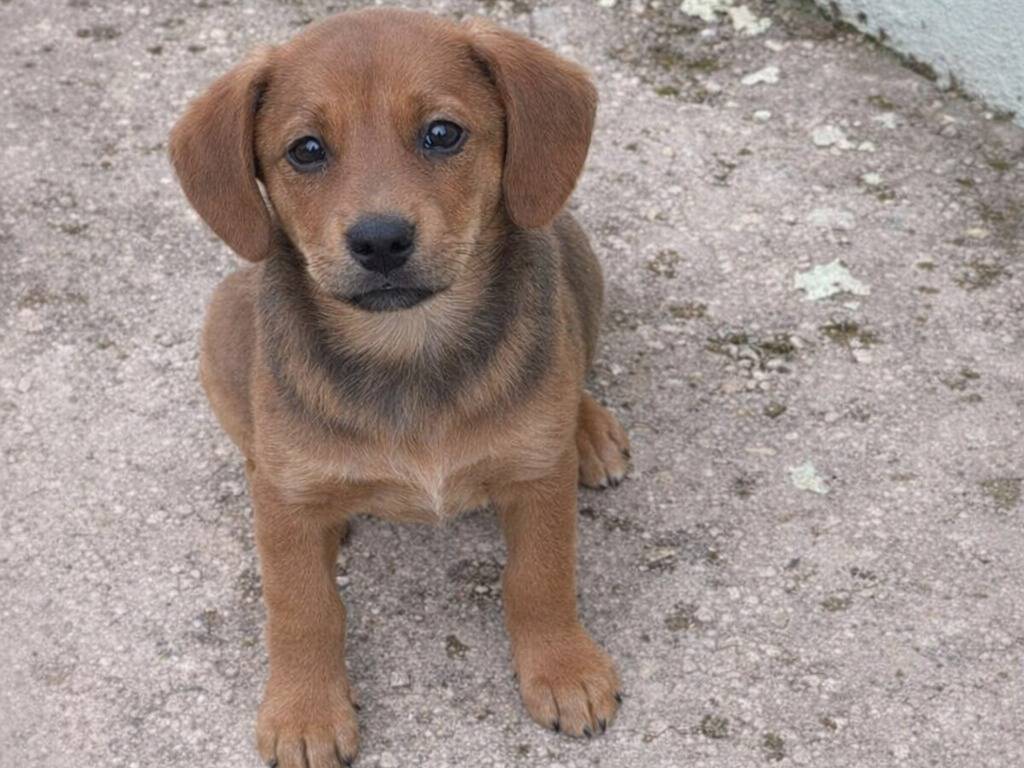 Adotta un cane, maschio, 2 mesi, Avellino
