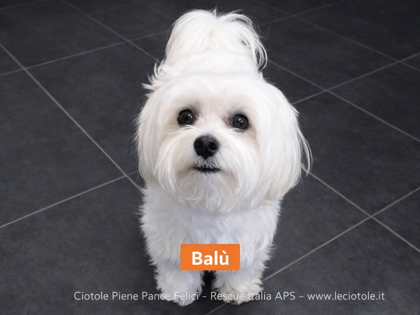 Adozione cane, maschio, Maltese Razza sconosciuta, 7 anni e 7 mesi, taglia piccola, Treviso