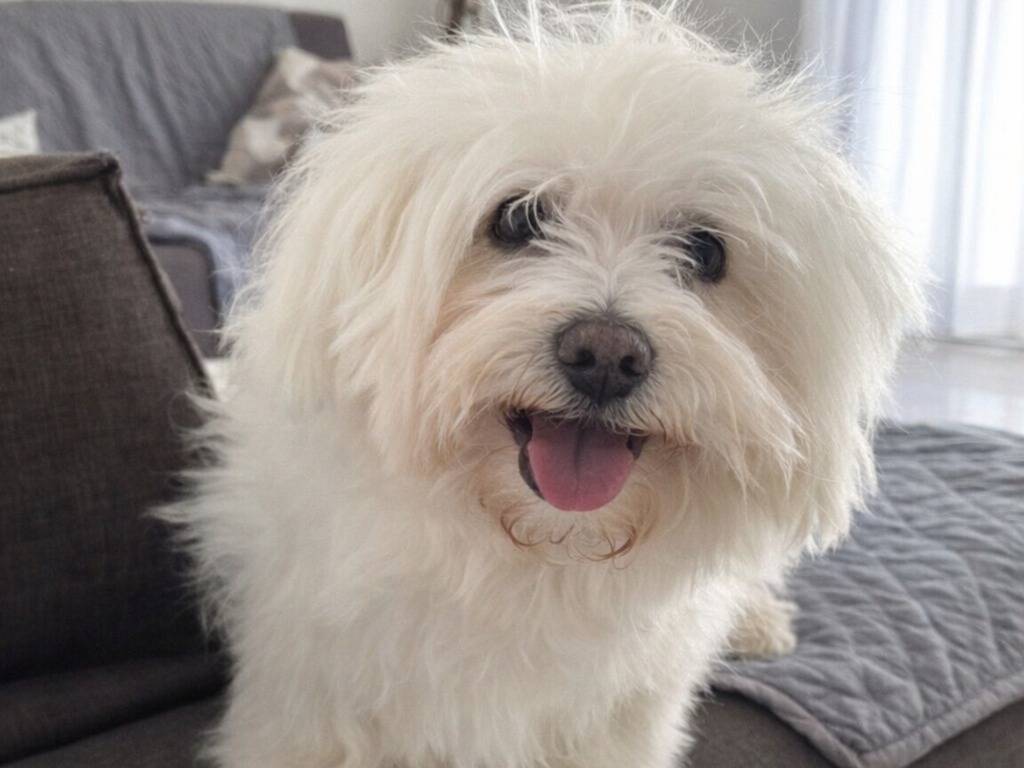 Adotta un cane, maschio, 7 anni e 7 mesi, Treviso