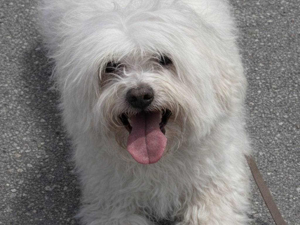 Adotta un cane, taglia piccola, maschio, Treviso