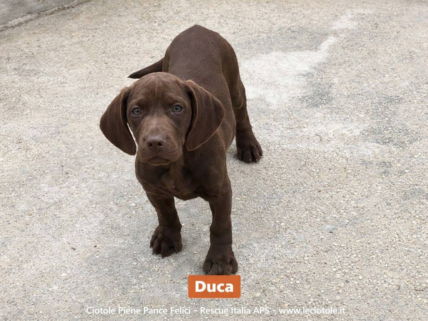 Adozione cane, maschio, Razza sconosciuta Razza sconosciuta, 2 mesi, taglia media contenuta, Avellino