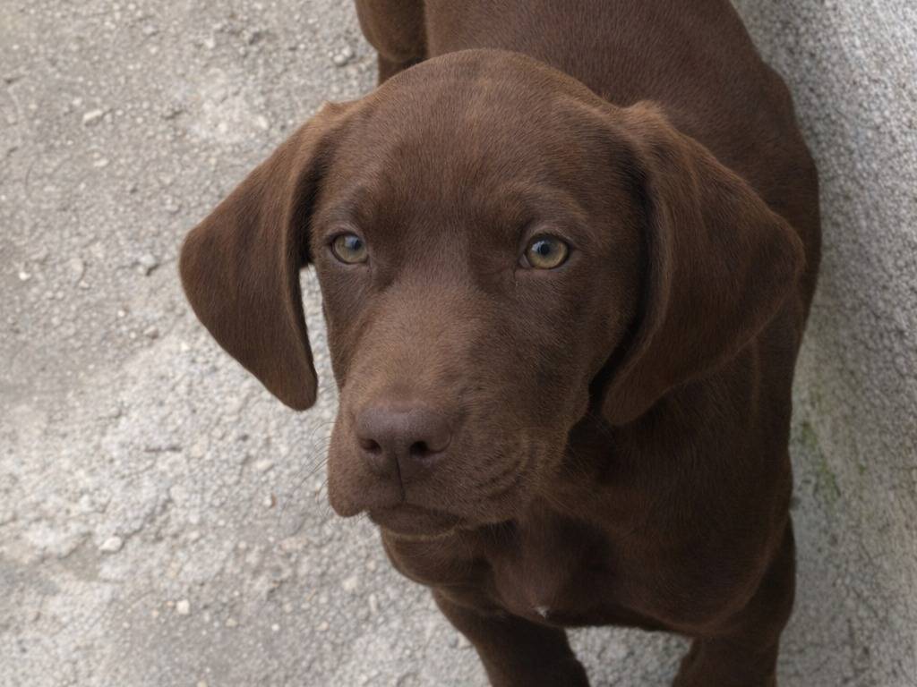 Adotta un cane, maschio, 2 mesi, Avellino