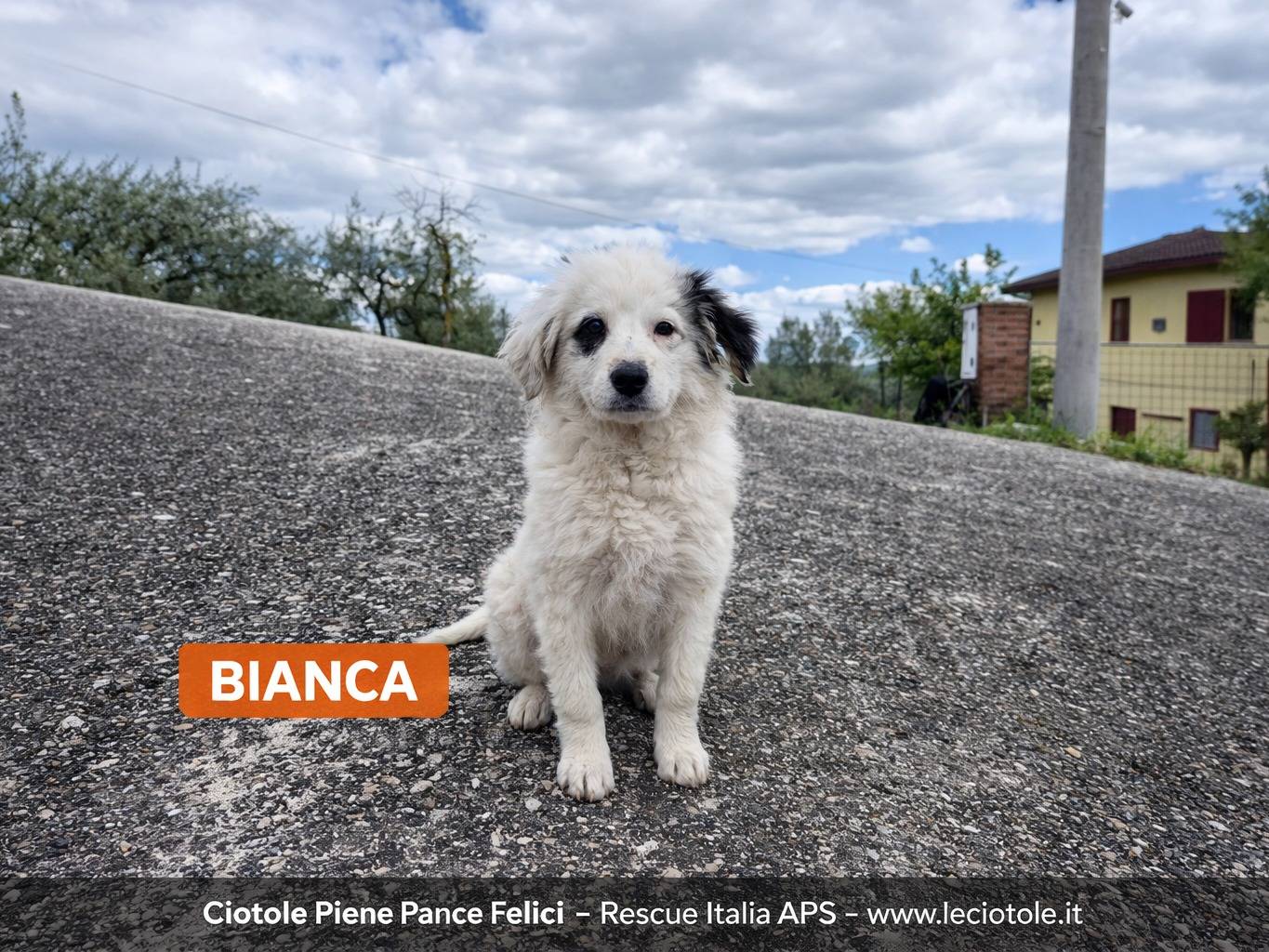 Adozione cane, femmina, Razza sconosciuta Razza sconosciuta, 2 mesi, taglia media, Avellino