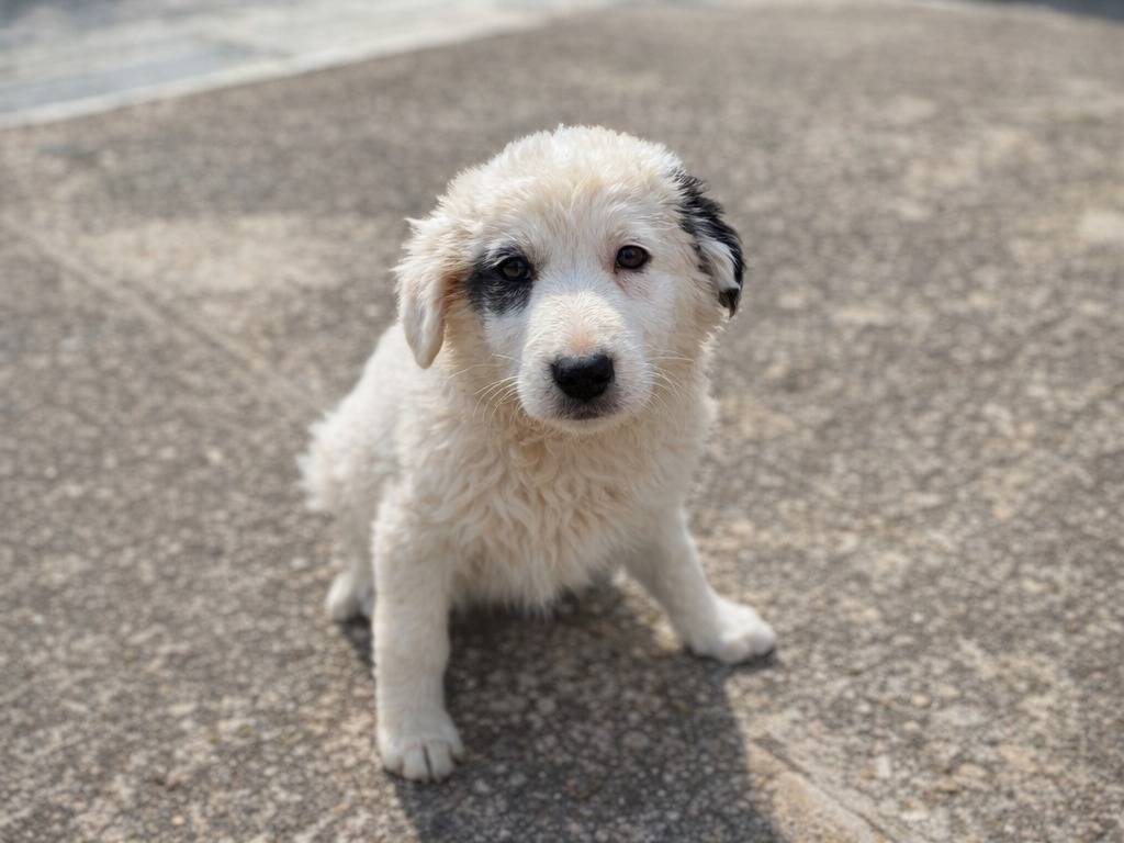 Adotta un cane, femmina, 2 mesi, Avellino