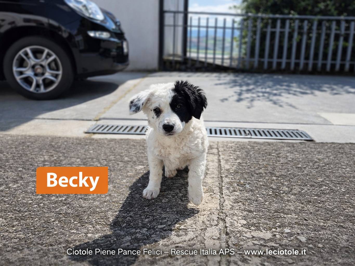 Adozione cane, femmina, Razza sconosciuta Razza sconosciuta, 2 mesi, taglia media, Avellino