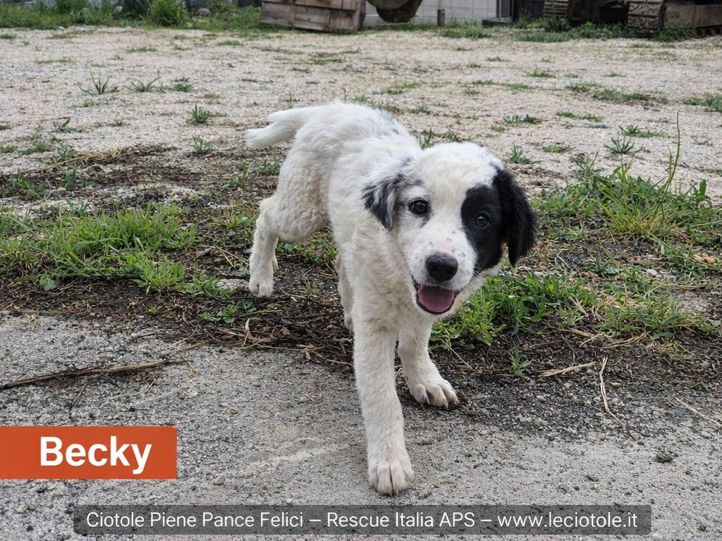 Adotta un cane, femmina, 2 mesi, Avellino