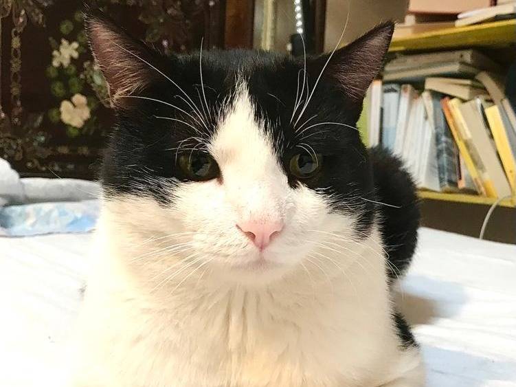 Adozione gatto, maschio, Razza sconosciuta Razza sconosciuta, 7 anni e 4 mesi, taglia non valida, Genova