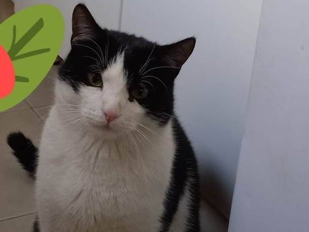Adotta un gatto, taglia non valida, maschio, Genova