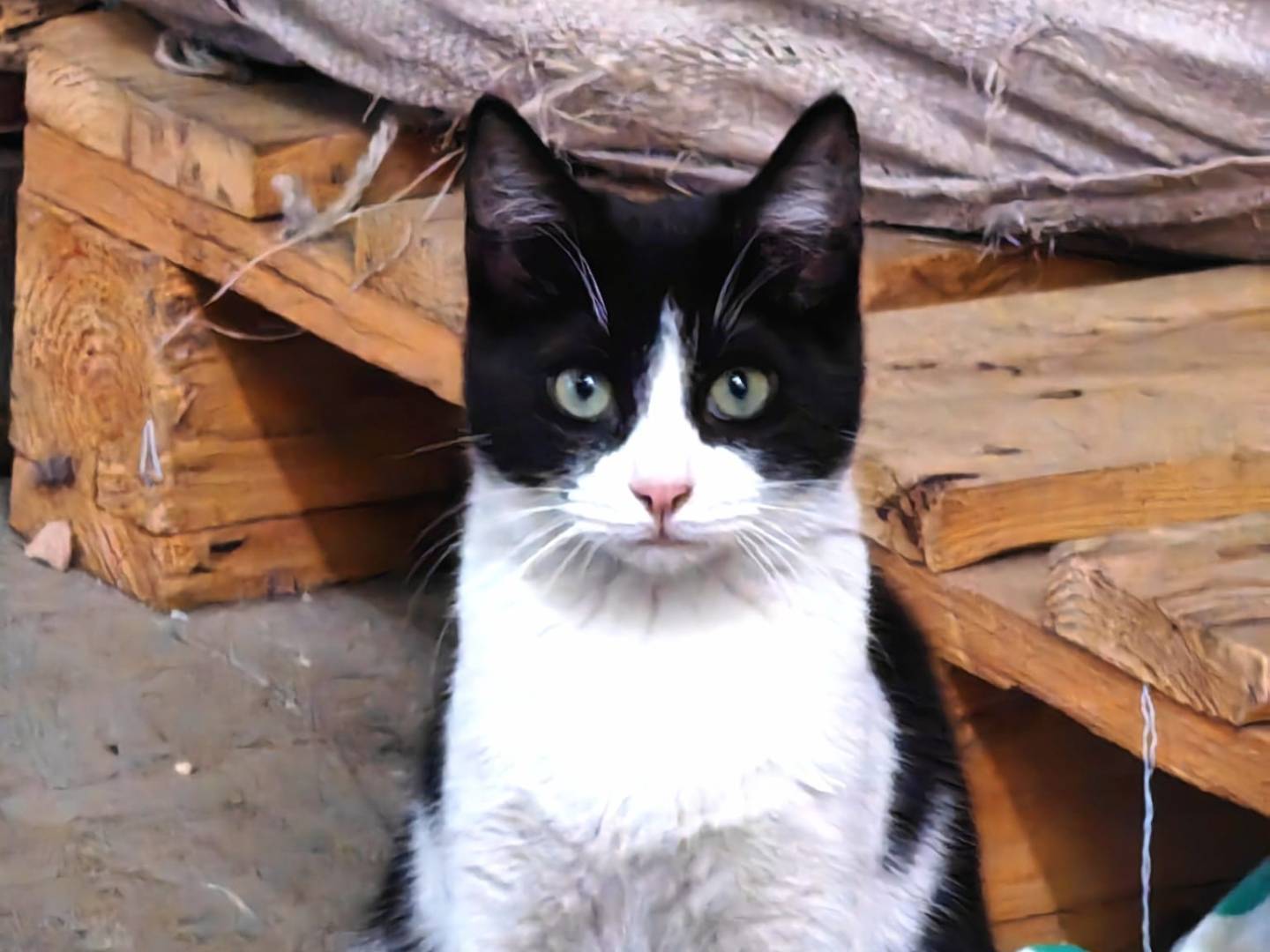 Vuoi adottare un gatto a Genova?