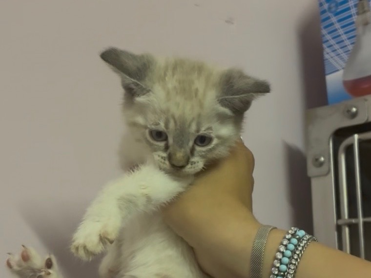 Adozione gatto, maschio, Razza sconosciuta Razza sconosciuta, 2 mesi, taglia non valida, Torino