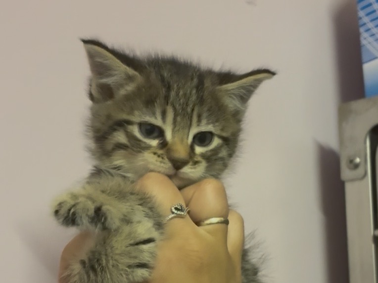 Adozione gatto, maschio, Razza sconosciuta Razza sconosciuta, 2 mesi, taglia non valida, Torino
