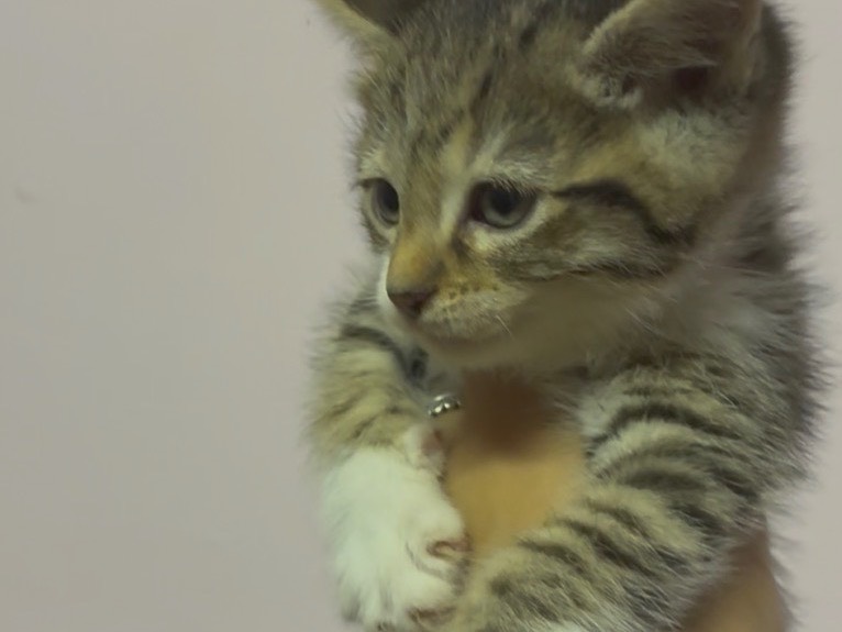 Adozione gatto, maschio, Razza sconosciuta Razza sconosciuta, 2 mesi, taglia non valida, Torino