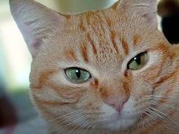 Foto 1 dell'animale