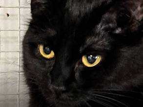 Adozione gatto, femmina, Razza sconosciuta Razza sconosciuta, 4 anni, taglia non valida, Catanzaro